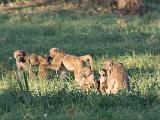 Africa 072 : Africa, Animal, Baboon, Mammal, Stanley and Livingston Private Game Reserve, Zimbabwe